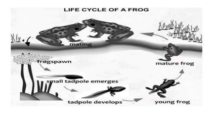 Frog Life Cycle Diagram