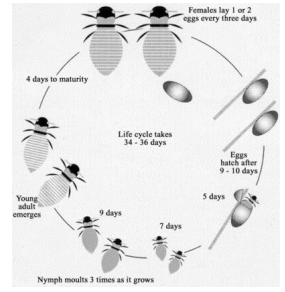 Honey Bee Life Cycle